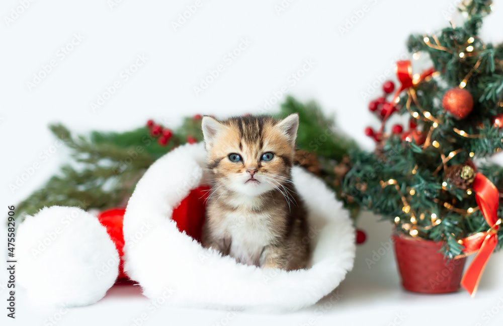 Christmas card with a cute striped kitten in a Santa Claus hat on the background of a Christmas tree. Pet kittens as a gift for New Year and Christmas. Selective focus