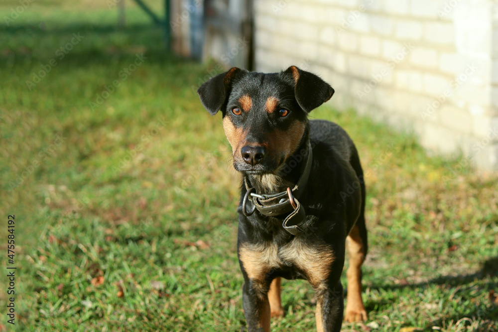 Black stray dog asks for food from people