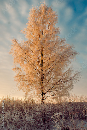 Scenic view of a tree in the snow and sunset