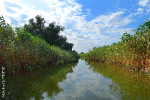 Boat trip in Danube Delta. Plants specific to the wetlands of Danube Delta in Romania, Biosphere Reserve, Europe