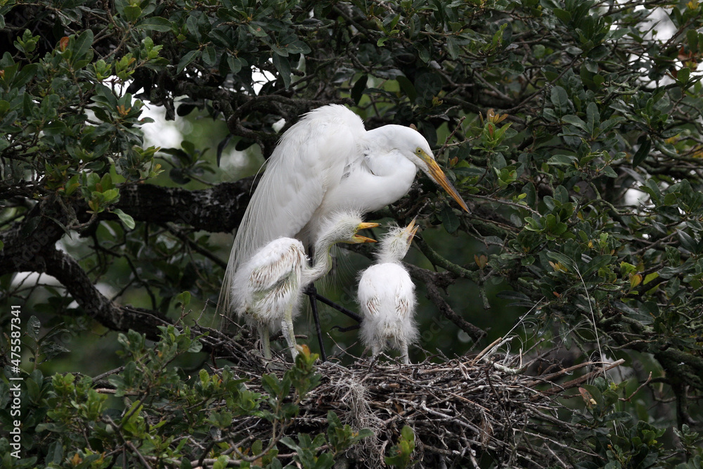 Great egret - Ardea alba - feeding chicks on nest in oak tree in St Augustine, Florida. Great egret - Ardea alba - feeding chicks on nest in oak tree in St Augustine, Florida.