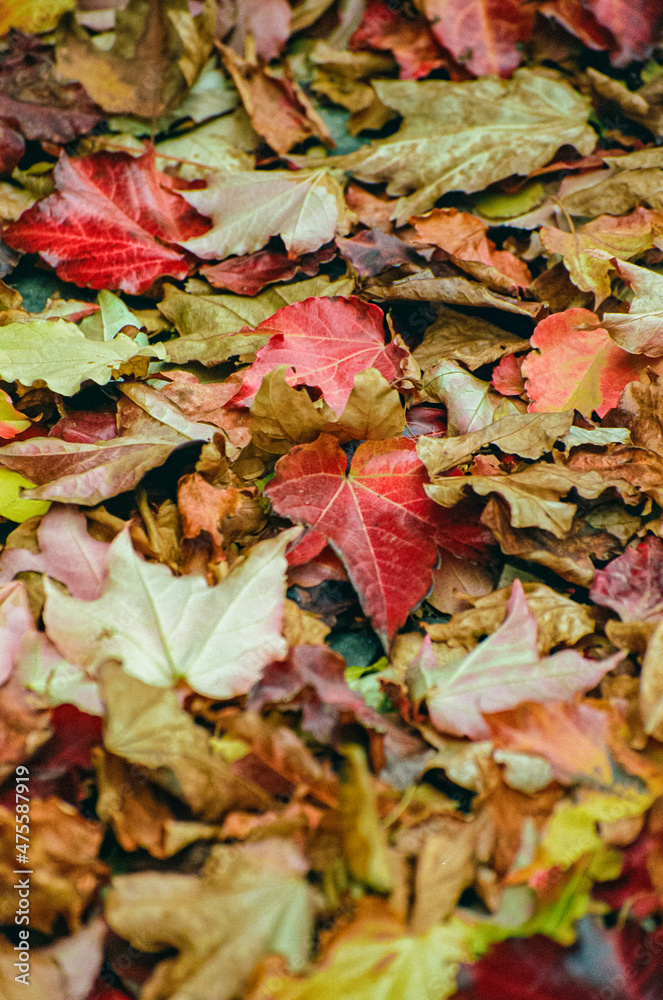 autumn leaves background autumn leaves background
