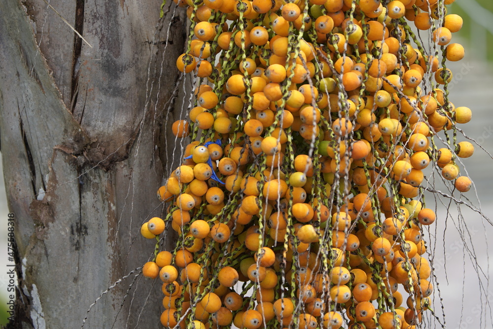 Butia fruits (Butia capitatais) a genus of palms in the family