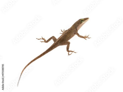Anolis carolinensis green anole against white background isolated