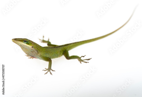 Anolis carolinensis green anole against white background isolated © Stan