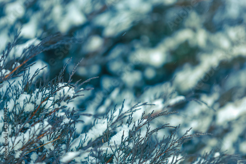 Cossack juniper (or Juniperus sabina) is covered with snow. Filming at dusk. Rare snowflakes are flying. Narrow focus, close-up.