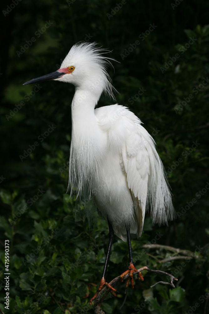 Fototapeta premium Snowy Egret - Egretta thula - in full breeding coloration and plumage in St Augustine, Florida.