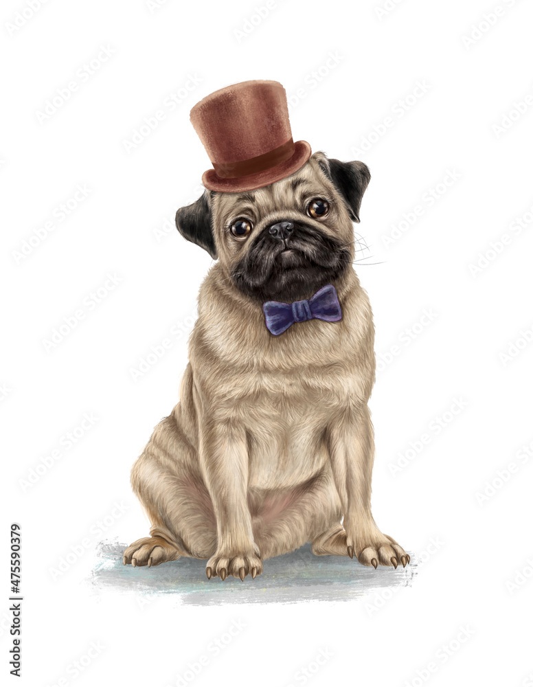 Obraz premium Cute pug dog character in bow tie and hat. Hand-painted beautiful thoroughbred pet on a white background. Good for t-shirts, posters, birthday. Ideal for printing and card making.