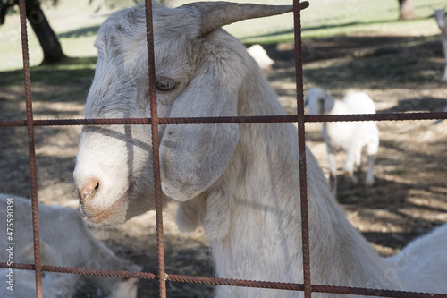Andalusian white breed dairy goats on farm in holm oak forest fields