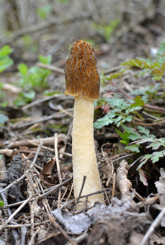 Conditionally edible mushroom Verpa bohemica grows in the spring forest