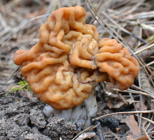 Gyromitra gigas mushrooms grow in the spring forest