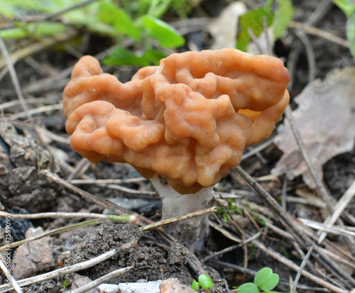 Gyromitra gigas mushrooms grow in the spring forest