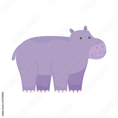 hippopotamus exotic animal