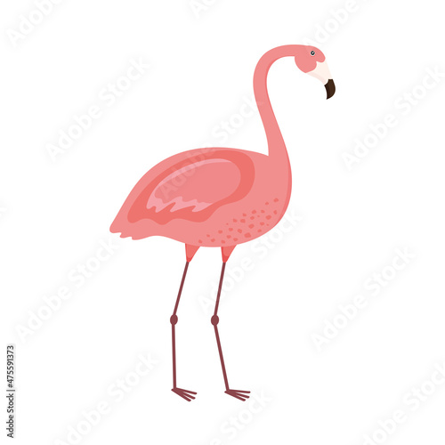 flamingo exotic animal