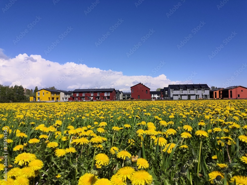 A dandelion field near residential buildings