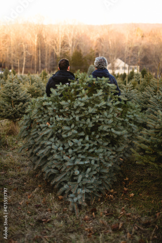 Father and son dragging a fresh cut Christmas tree behind them photo