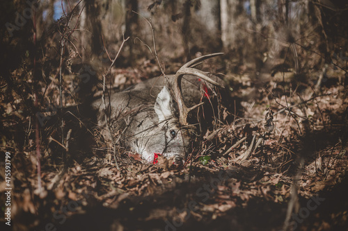 Dead deer laying in woods photo