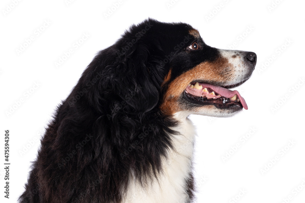 Head shot of pretty adult Berner Sennen dog, sitting up. Looking to the side away from camera. Isolated on a solid white background. Head shot of pretty adult Berner Sennen dog, sitting up. Looking to the side away from camera. Isolated on a solid white background.