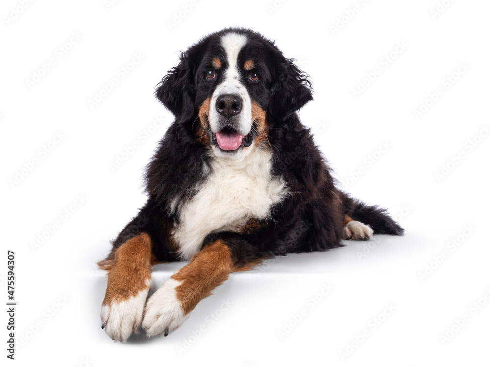 Pretty adult Berner Sennen dog, laying down facing front on edge. Looking towards camera. Isolated on a solid white background. Pretty adult Berner Sennen dog, laying down facing front on edge. Looking towards camera. Isolated on a solid white background.