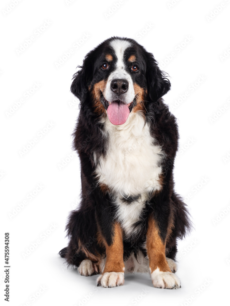 Pretty adult Berner Sennen dog, sitting up, facing camera. Looking towards lense. Isolated on a solid white background.