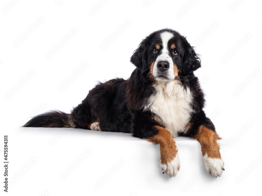 Pretty adult Berner Sennen dog, laying down side ways on edge. Looking towards camera with mouth closed. Isolated on a solid white background.
