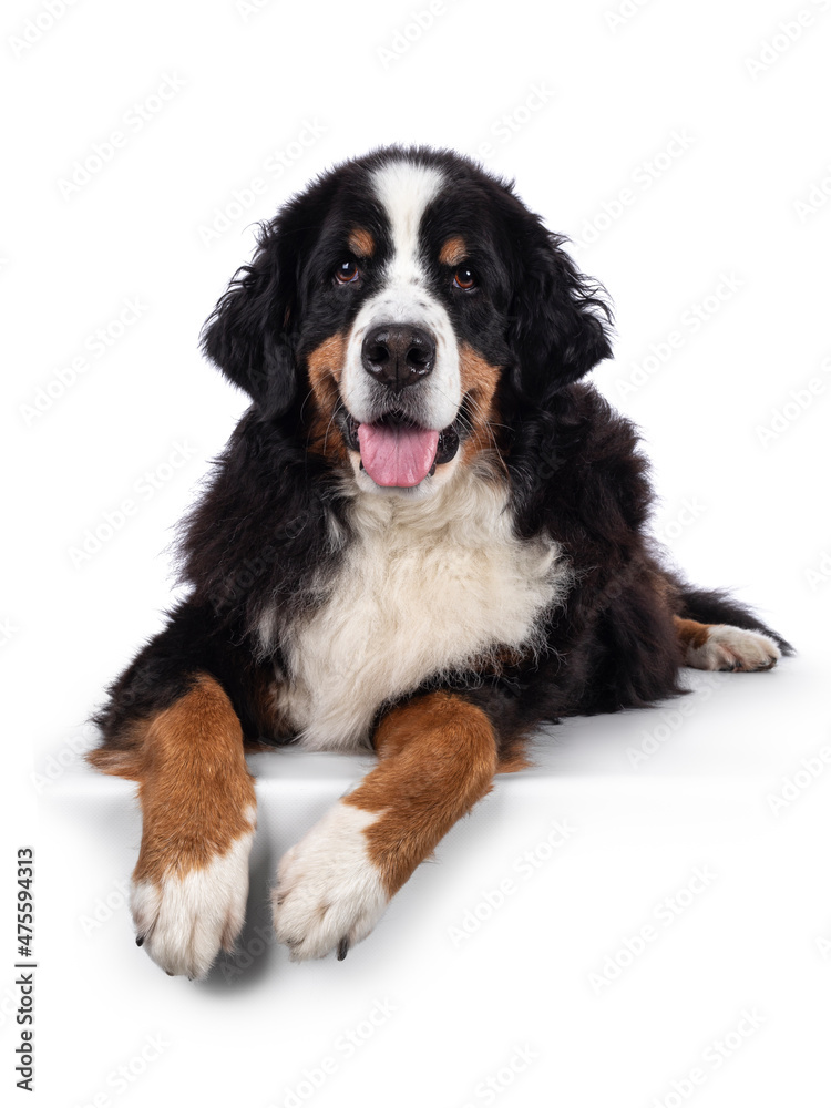 Pretty adult Berner Sennen dog, laying down facing front on edge. Looking towards camera. Isolated on a solid white background.