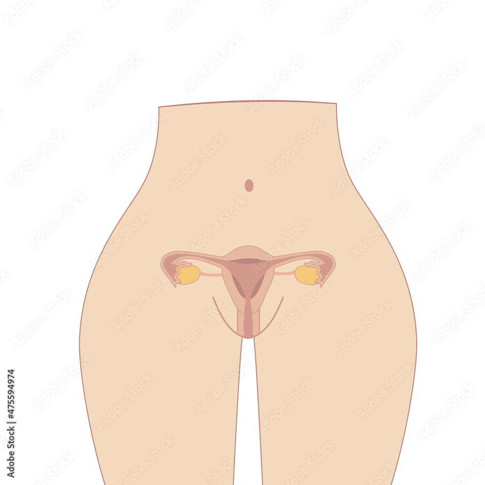 Female reproductive system, Cute cartoon uterus