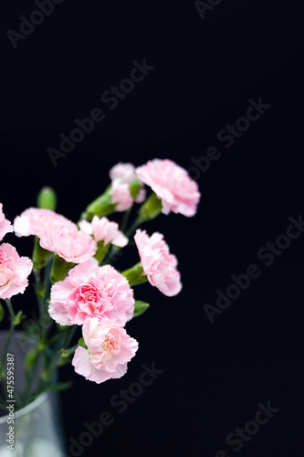 Delicate pink bouquet of carnations on a black background. Condolence card concept. Copy space