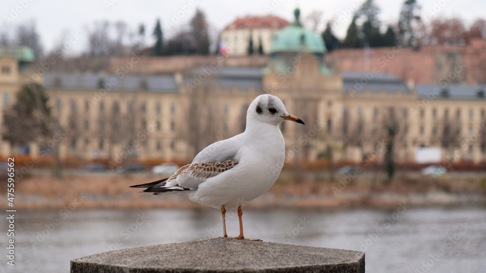 Nice white seagull sitting on on the railing on the embankment the Vltava river in Prague, Czech Republic. Blurry buildings in the background. Nice white seagull sitting on on the railing on the embankment the Vltava river in Prague, Czech Republic. Blurry buildings in the background.