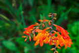 orange flower in summer garden
