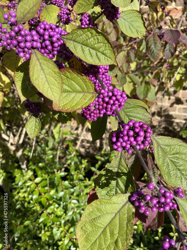 Closeup shot of Bodinier's beautyberries photo