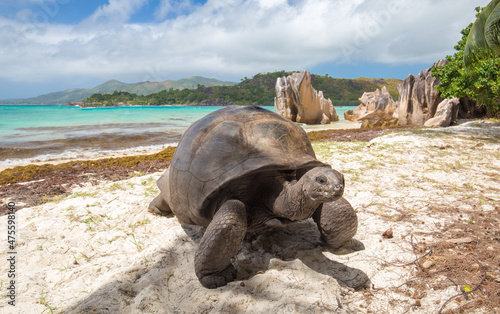 Aldabra giant tortoise on Curieuse Island, Seychelles photo