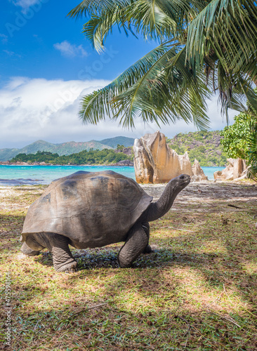 Aldabra giant tortoise on Curieuse Island, Seychelles
