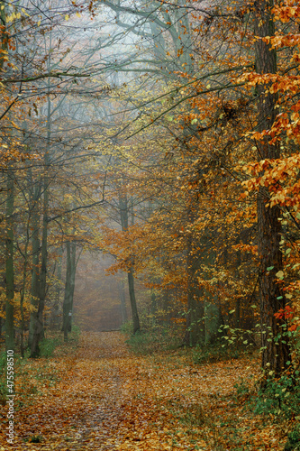 autumn colorful forest in fog near the town of Pobiedziska in Wielkopolska  Poland