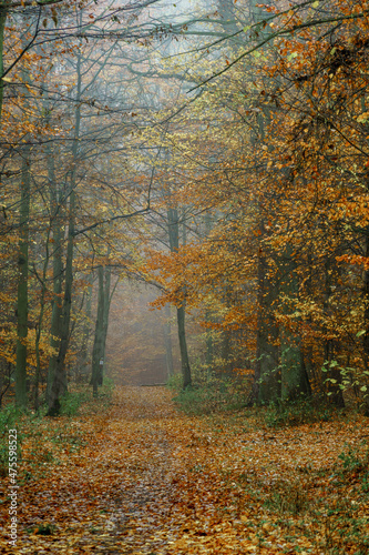 autumn colorful forest in fog near the town of Pobiedziska in Wielkopolska, Poland