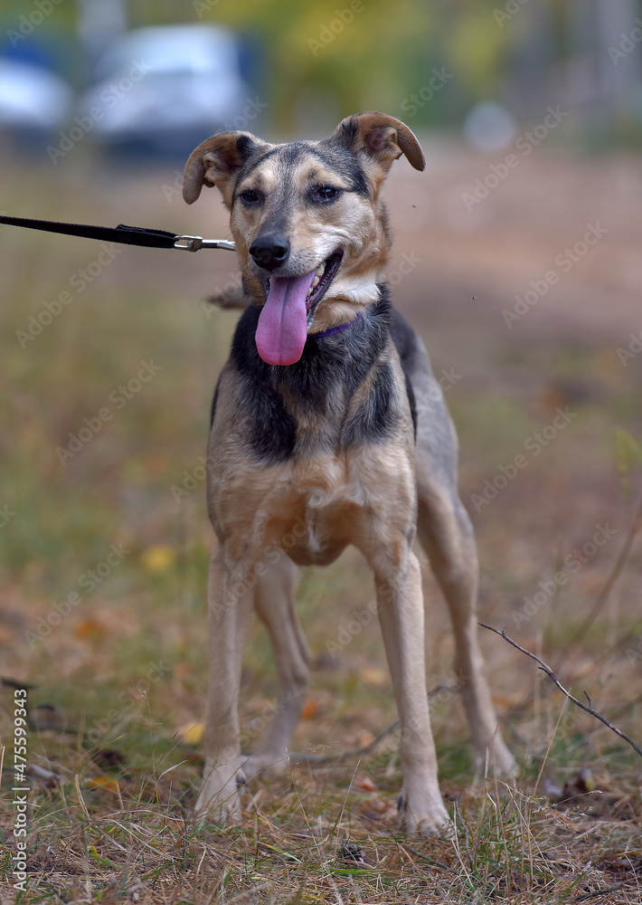 mongrel dog brown and gray sticking out his tongue, pleased mongrel dog brown and gray sticking out his tongue, pleased