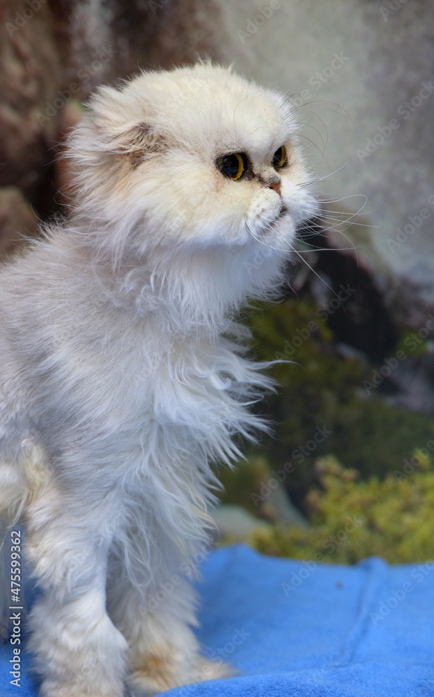 white beautiful fluffy persian cat