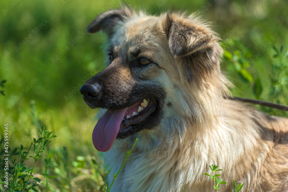 adorable beige fluffy mestizo dog in summer