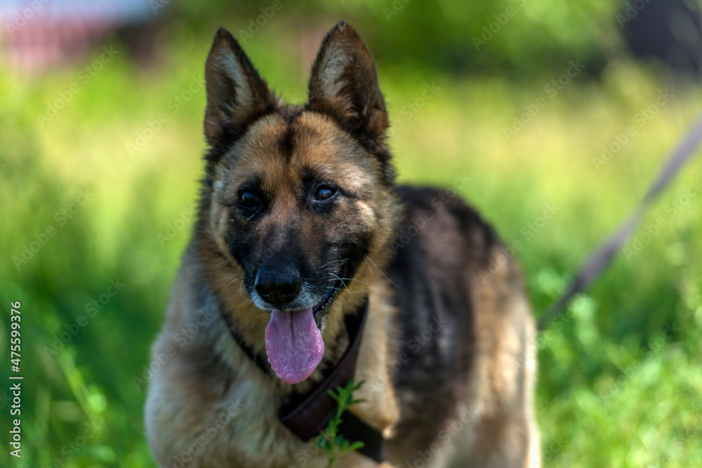 blind german shepherd dog at animal shelter blind german shepherd dog at animal shelter
