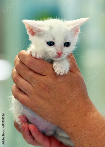 little white kitten one month old in hands