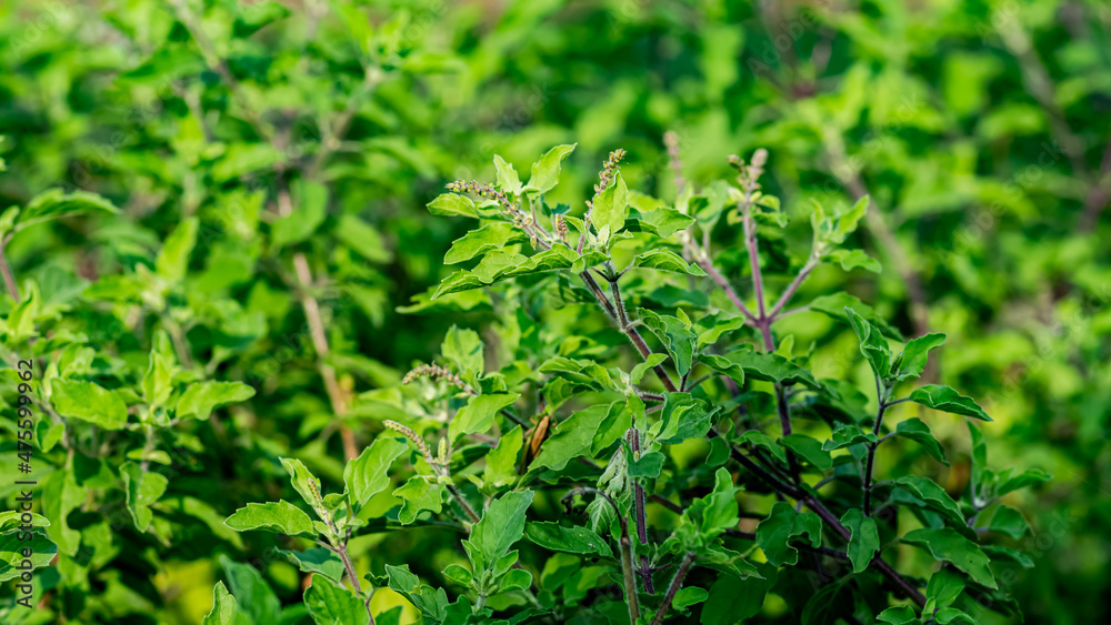 Holy Basil (tulsi) blooming in the garden on a nature background Holy Basil (tulsi) blooming in the garden on a nature background