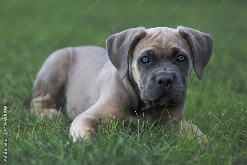 The Cane Corso puppy, puppy playing with a broom.The Cane Corso  is an Italian breed of mastiff.