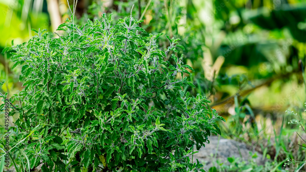 Holy Basil (tulsi) blooming in the garden on a nature background Holy Basil (tulsi) blooming in the garden on a nature background