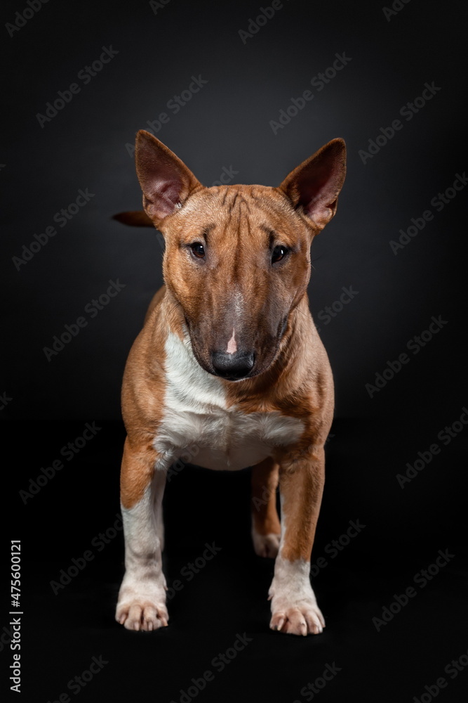Portrait of female dog of miniature bull terrier of red color standing isolated on black background