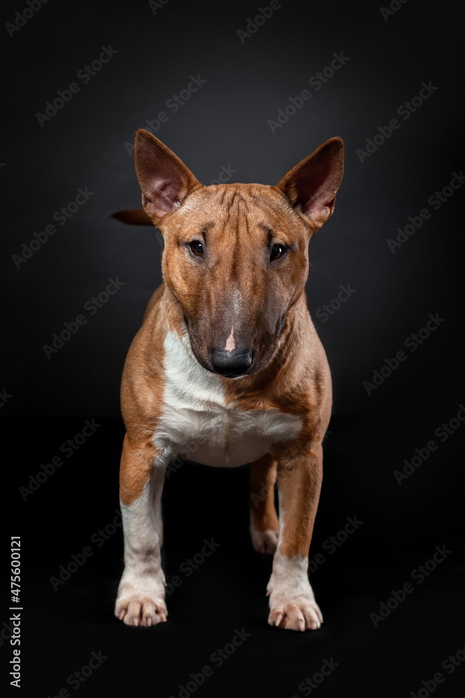 Portrait of female dog of miniature bull terrier of red color standing isolated on black background Portrait of female dog of miniature bull terrier of red color standing isolated on black background