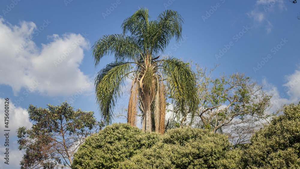 PALM TREE AND SKY