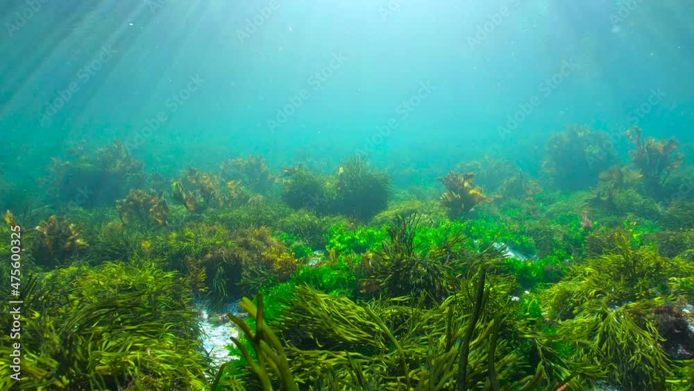 Green and brown algae on the ocean floor underwater seascape, Eastern Atlantic, Spain, Galicia Green and brown algae on the ocean floor underwater seascape, Eastern Atlantic, Spain, Galicia
