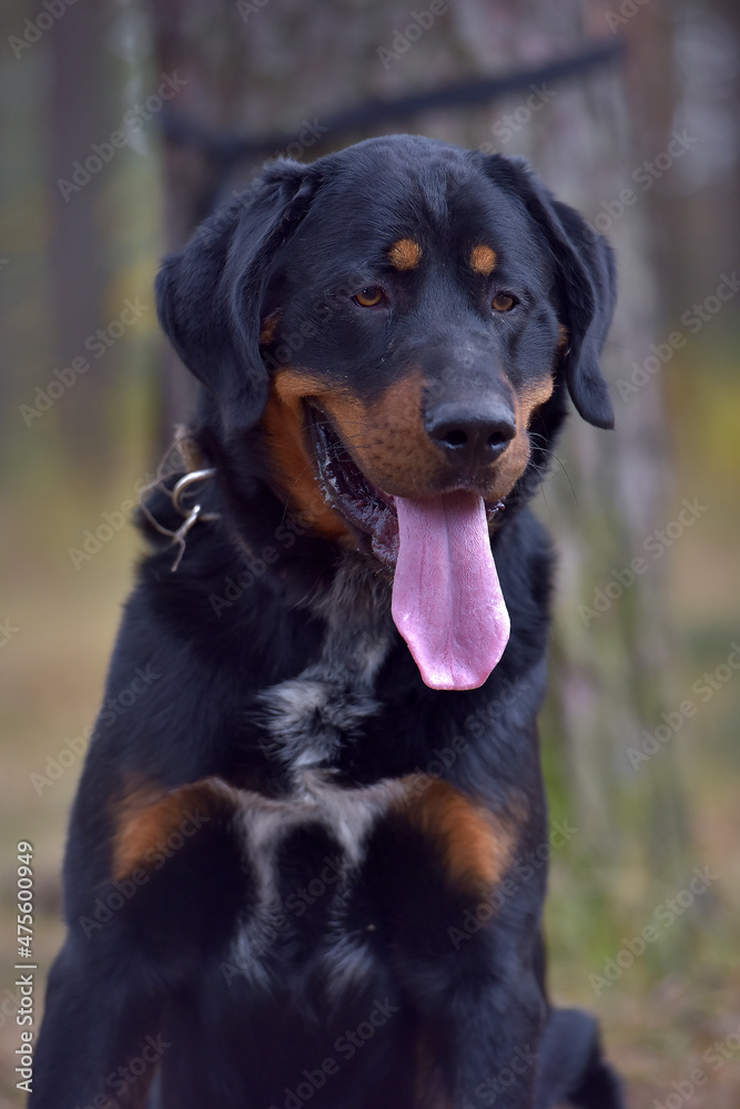 beautiful large brown dog mestizo rottweiler beautiful large brown dog mestizo rottweiler