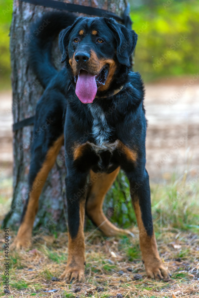 beautiful large brown dog mestizo rottweiler beautiful large brown dog mestizo rottweiler