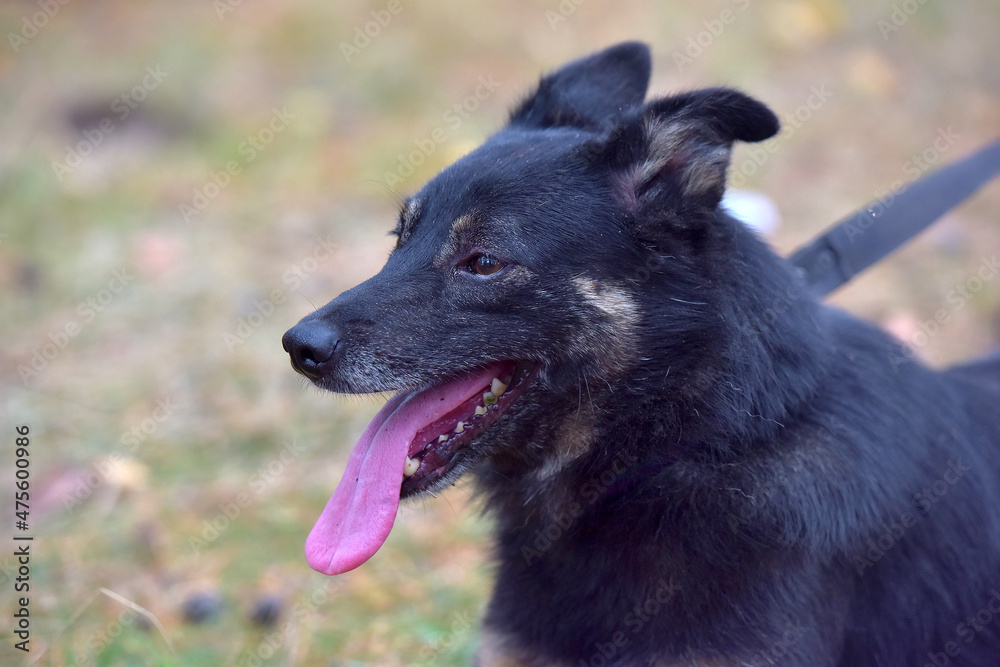 black and brown dog mongrel at animal shelter